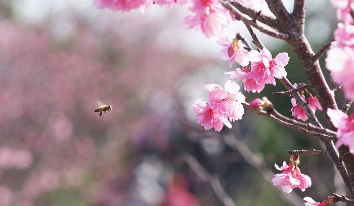一足早い、桜を見に
