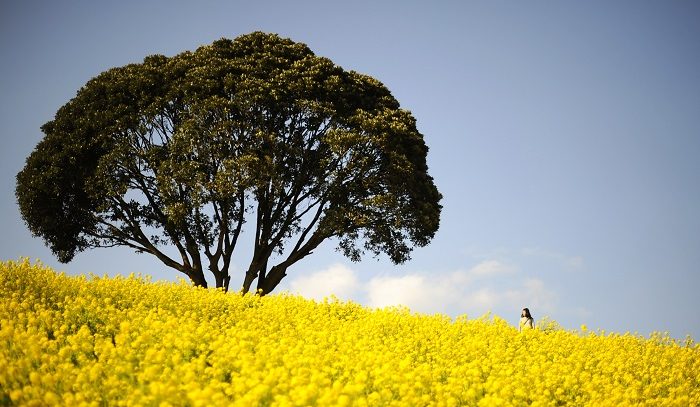 咲き誇る菜の花の季節