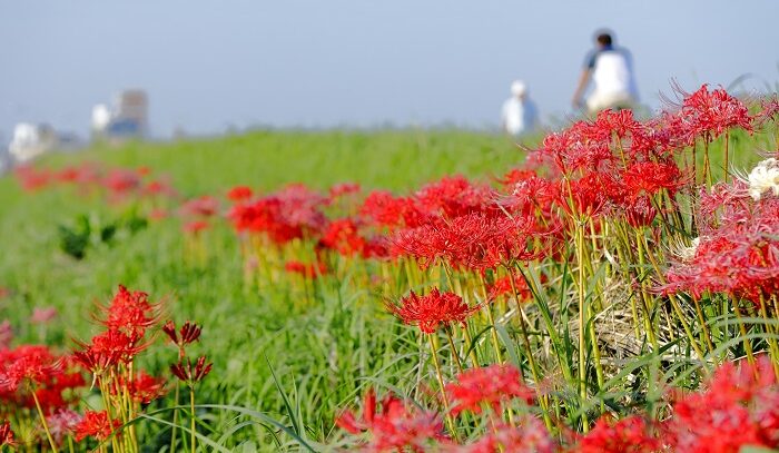 彼岸からの名告り